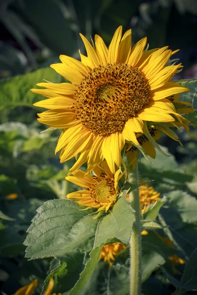 Close up of sunflower plant in park — Stock Photo, Image