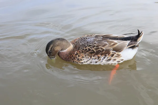 Pato. — Fotografia de Stock