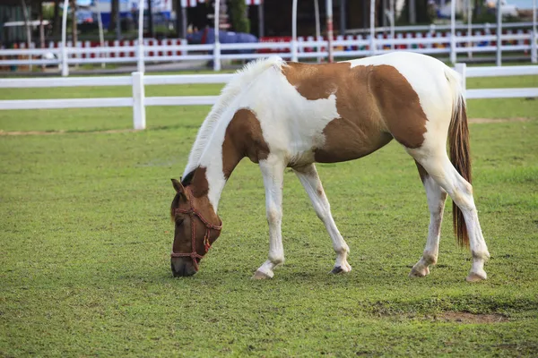 Caballo comiendo hierba en campo de rancho —  Fotos de Stock