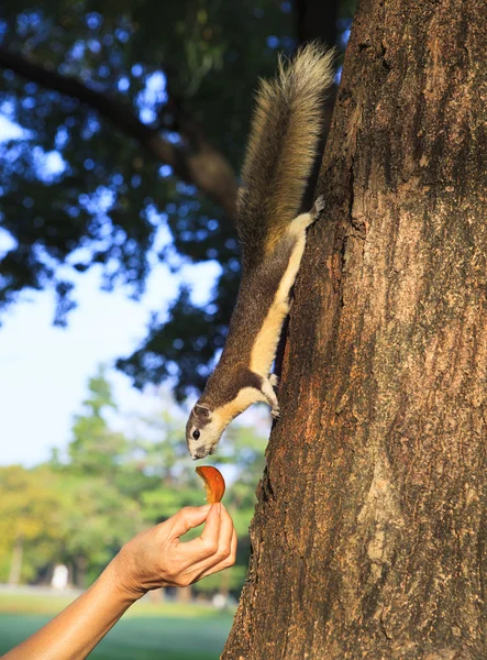 Humain main alimentation sone nourriture pour écureuil sauvage dans le parc public — Photo