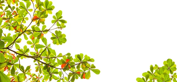 Breite Form grüner und roter Mandelblätter mit Baumzweigen auf weißem Hintergrund, die als natürlicher Kopierraum oder multilila Hintergrund dienen — Stockfoto