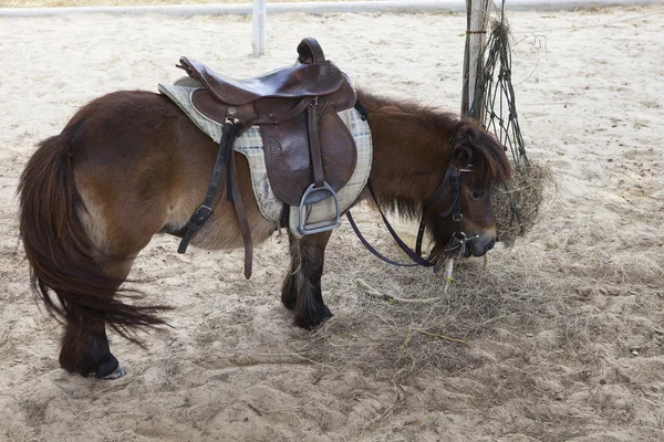 Pequeño caballo enano —  Fotos de Stock