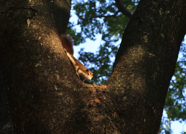 Chiudere la faccia di scoiattolo arrampicata su albero ramo wich sfocatura sfondo uso come sfondo naturale multiuso del tema animali selvatici — Stockfoto