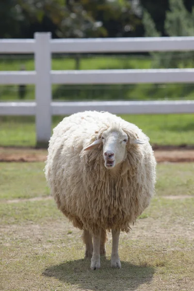 Moutons debout dans la ferme — Photo