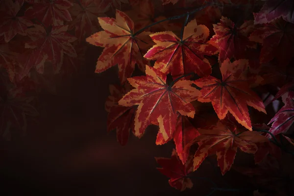 Hojas de arce rojo en rama de árbol con fondo rojo borroso uso como fondo de otoño invierno natural o telón de fondo y espacio de copia multiusos de la naturaleza — Foto de Stock