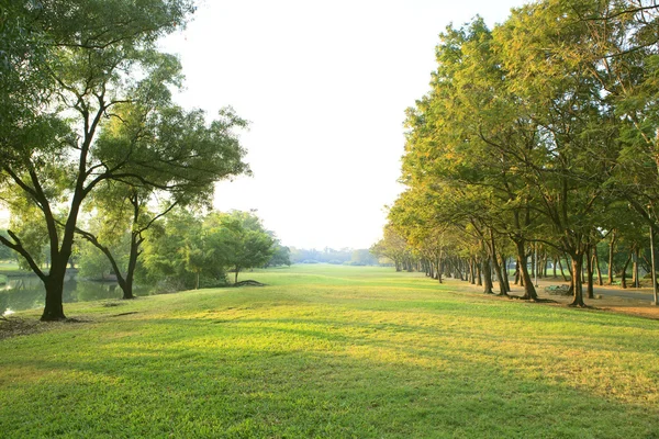Luce del mattino nel parco pubblico con pianta albero campo di erba verde u — Foto Stock