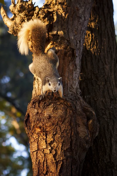 Eichhörnchen klettert auf Baumrinde — Stockfoto