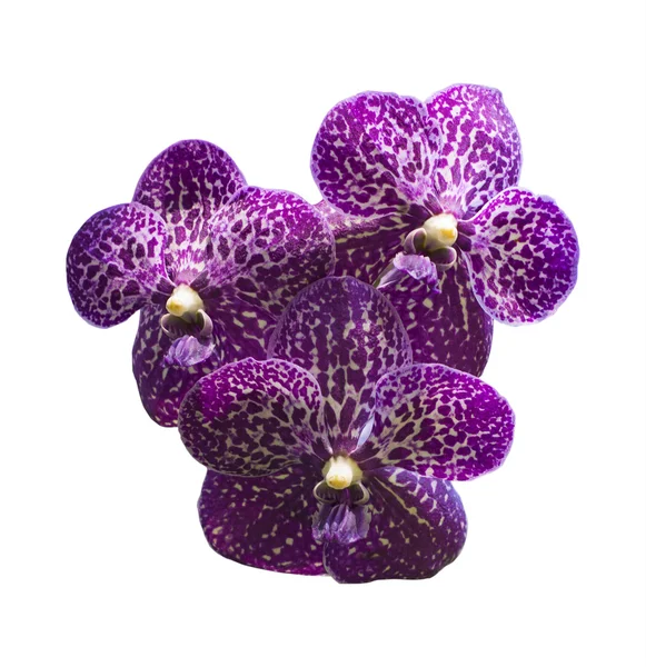 Bouquet de belles fleurs d'orchidée naturelle — Stockfoto