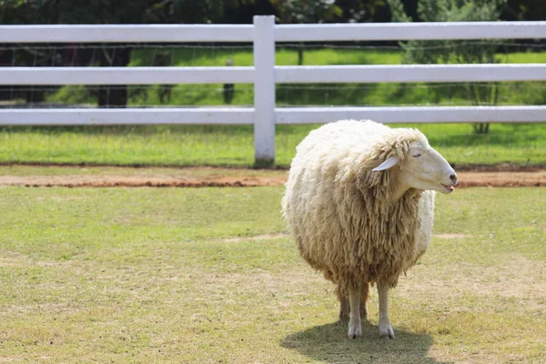 Body part of sheep face standing on green grass field in ranch f — Stock Photo, Image