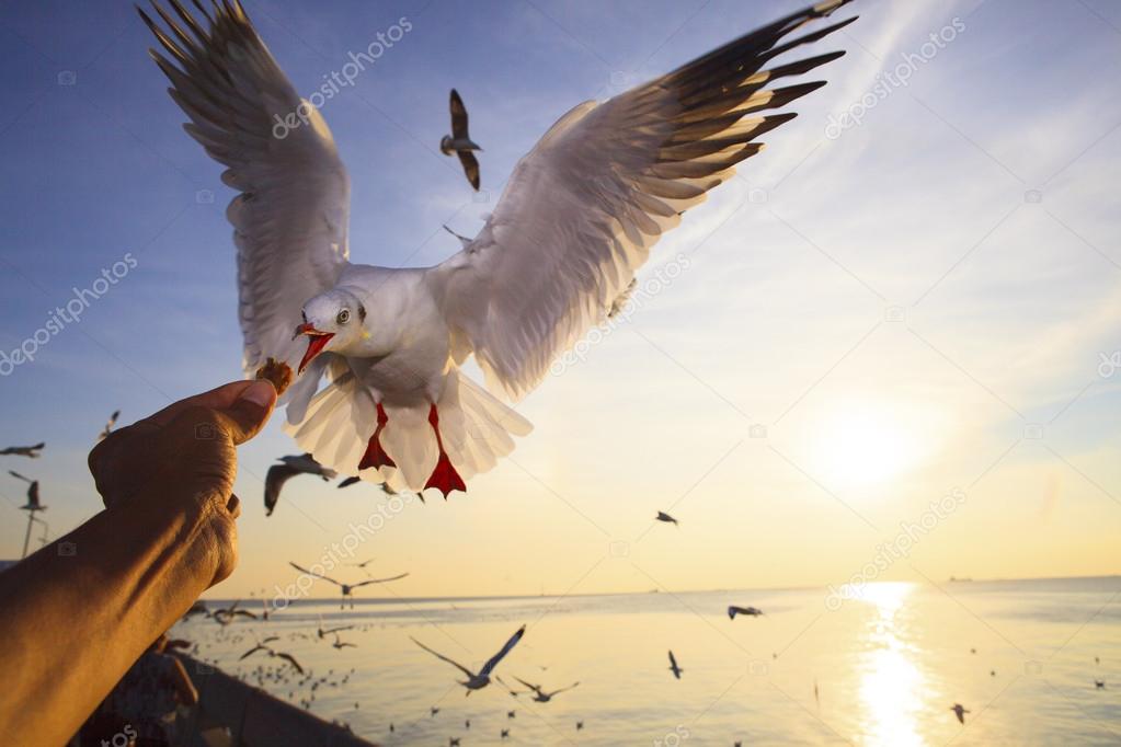 Hand feeding food to sea gull while flying hovering with sun set background