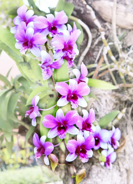 粉红色的兰花花朵在自然野生 — 图库照片