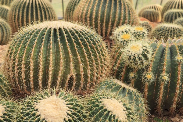 Kaktus i gröna huset trädgård — Stockfoto