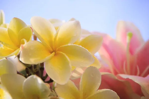 Primo piano di bianco giallo frangipani petalo di fiori con lilly rosa — Foto Stock