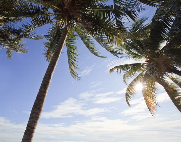 ココナッツの木と晴れた日 — ストック写真