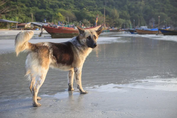 Volto di cane da strada in piedi sulla spiaggia di sabbia — Foto Stock