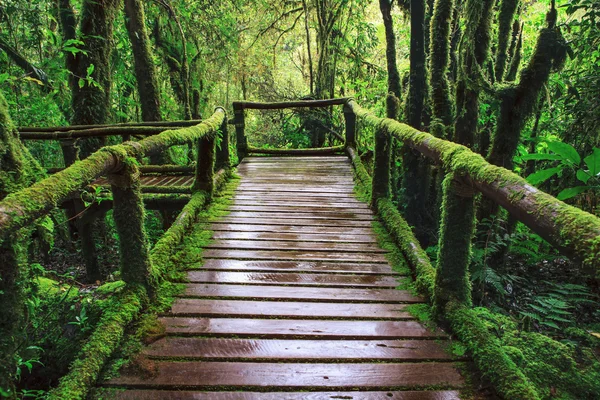 Trilha de madeira molhada birdge caminho a pé na montanha montanha evergreen f — Fotografia de Stock