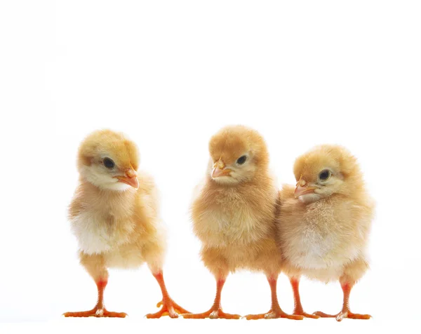 Three of little yellow kid chick standing on white background wi — Stock Photo, Image