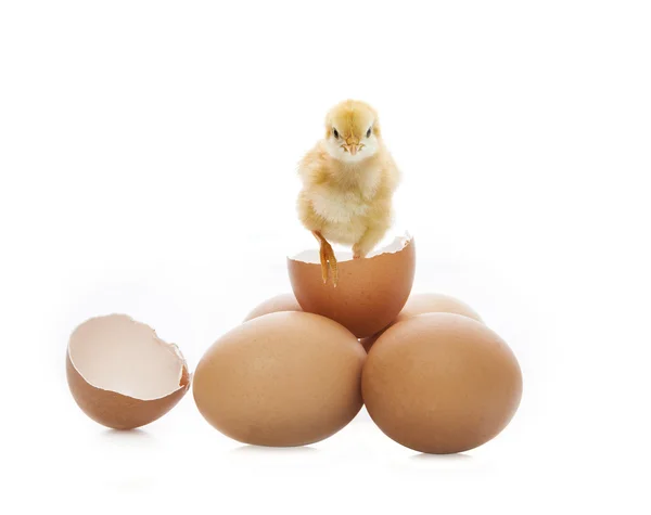 New born yellow chick broken eggshell looking to camera isolated — Stock Photo, Image