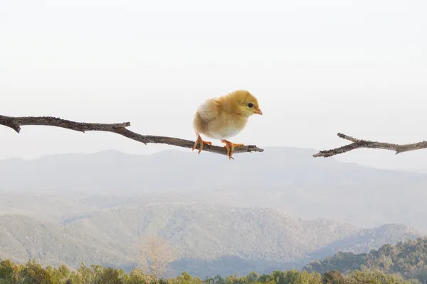 New born chick standing on dry tree branch and try to jumping to — Stock Photo, Image