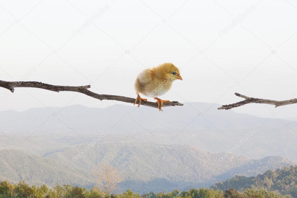 New born chick standing on dry tree branch and try to jumping to