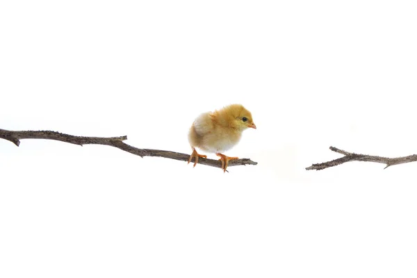 Новорожденный цыпленок на ветке елки пытается перепрыгнуть в другую сторону на изолированном белом фоне — стоковое фото