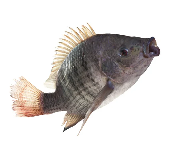 Риба Нілу стрибає ізольований білий фон використання для природи — стокове фото