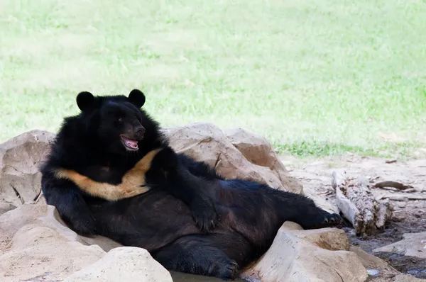 Maleise zon Beer liggend op grond dierentuin gebruikt voor zoölogie dieren en wilde leven in aard bos — Stockfoto