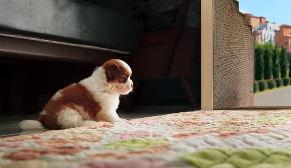 Adrable baby shih tzu puppy dog sitting in front of home door an — Stock Photo, Image