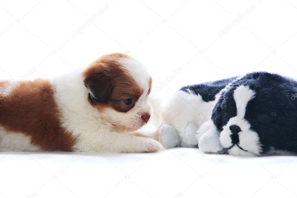 Adorable of pedigree shih tzu puppies dog rekaxing and lying on