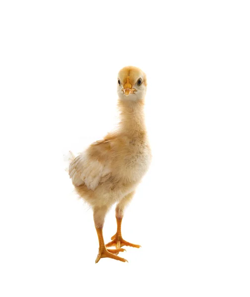 Portrait of young baby chick standing and looking to camera isol — Stock Photo, Image