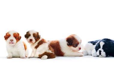 dört tane beyaz backgr rahatlatıcı ile yalan shih tzu yavru köpek
