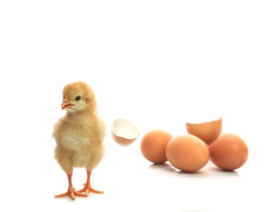 new born yellow chick broken eggshell looking to camera isolated clipart