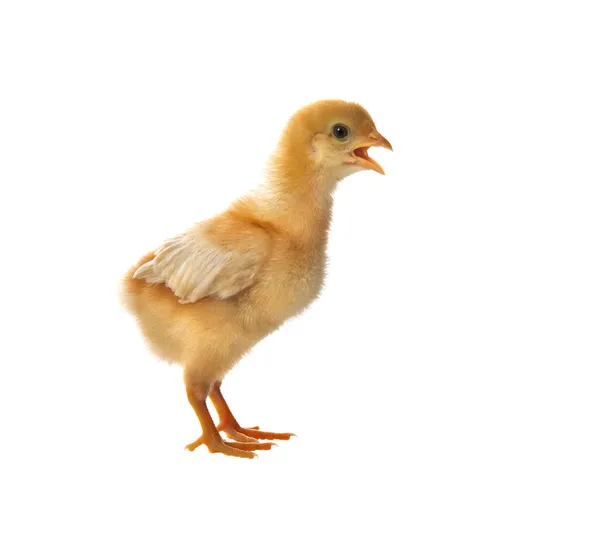 Portrait of young baby chick standing and open mouth for calling — Stock Photo, Image