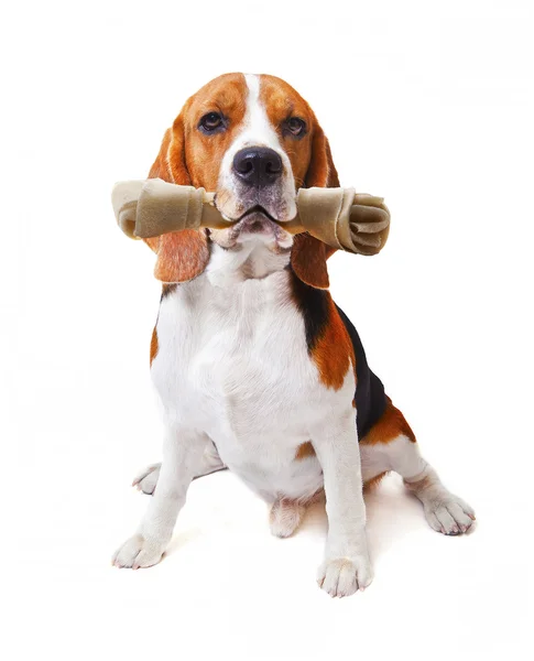 Face of beagle dog with rawhide bone in his mouth isolated white — Stock Photo, Image