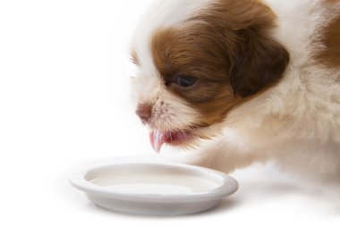 yüz shih tzu bebek köpek yiyecek çanak whit üzerinde süt yiyerek yukarıya kapatmak