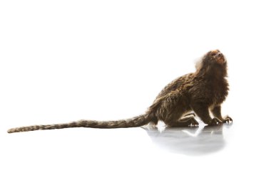 tüm vücut ve kuyruk marmoset callithricidae en küçük maymun w