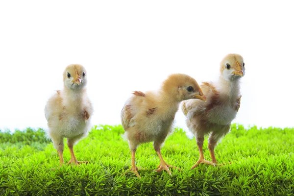 Trois de petit jaune poussin enfant debout sur artificiel vert gr — Photo