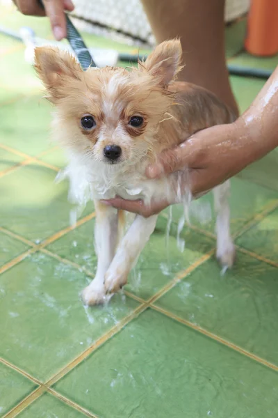 お風呂の取る洗浄ポメラニアン犬の顔の派手な色を閉じる — ストック写真
