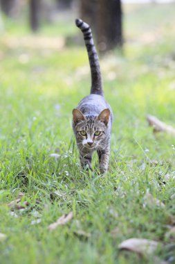 yerli kedi asfalt yol üzerinde duran