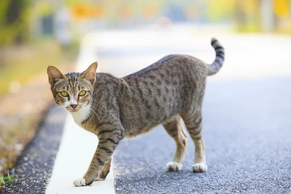 アスファルトの道路上に立っている、国内猫 — ストック写真