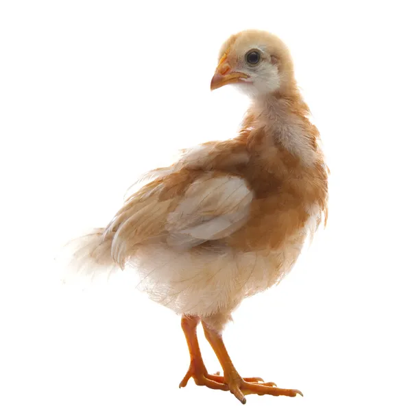 Primo piano di pollo giovane con piumaggio piuma marrone isolato wh — Foto Stock