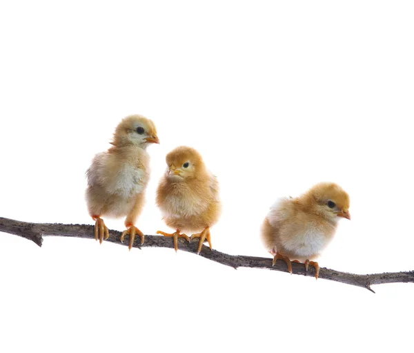 Трое новорожденных цыплят на сухой ветке дерева изолированный белый бэкг — стоковое фото
