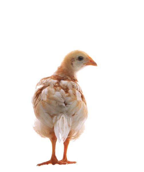 Junges Huhn steht und blickt in die Kamera — Stockfoto