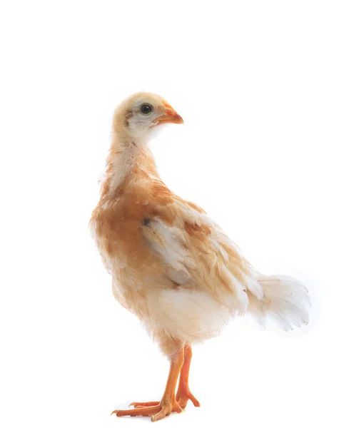 Pollo joven sobre fondo blanco uso para el ganado y — Foto de Stock