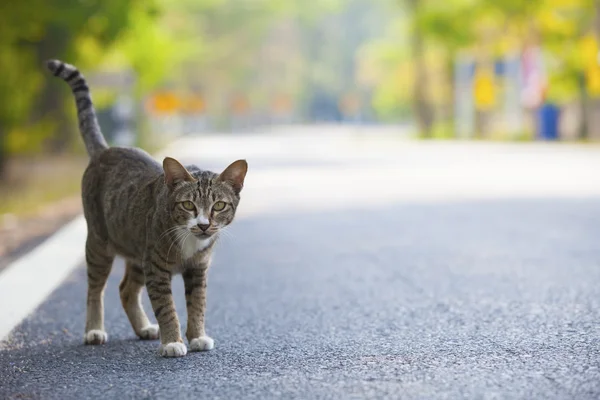 多目的アスファルト道路の使用のために立っている、国内猫と — ストック写真
