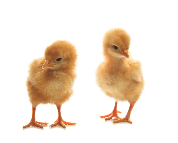 两个小的黄孩子小鸡站在白色背景上使用 — 图库照片