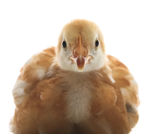 Cerca de la cara de pollo joven en fondo blanco uso para el amor —  Fotos de Stock