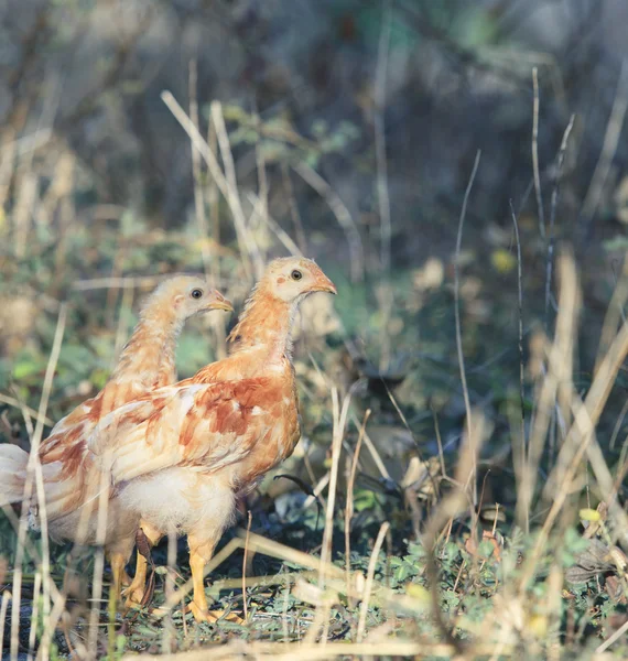 Two of young chicken standing in field — Stock Photo, Image
