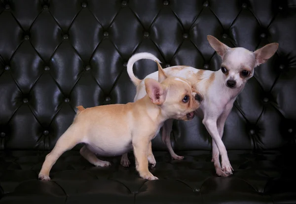 Lovely playing  acting of french bulldog and chihuahua dogs on b — Stock Photo, Image
