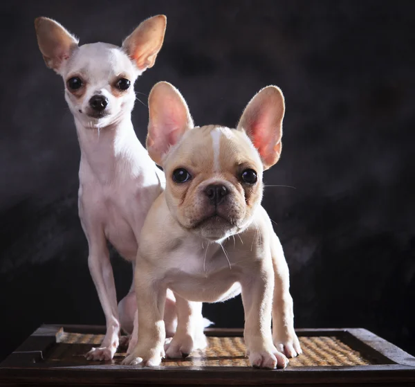 Portrait of french bulldog and chihuahua puppies with studio lig — Stock Photo, Image
